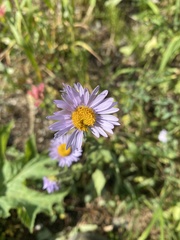 Erigeron glacialis