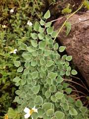 Pellaea cordifolia
