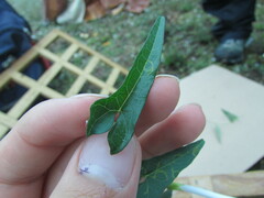 Ipomoea elongata