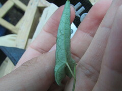 Ipomoea elongata