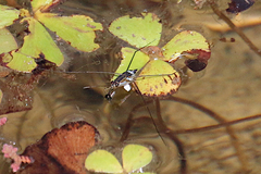 Limnogonus