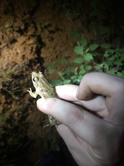 Lithobates sphenocephalus