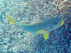 Plectorhinchus lineatus