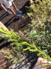 Schistocerca serialis cubense