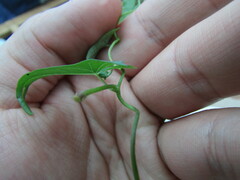 Ipomoea elongata