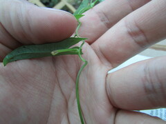 Ipomoea elongata