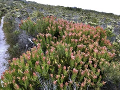 Leucadendron laureolum