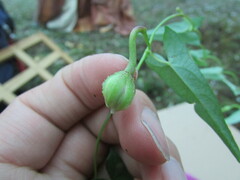 Ipomoea elongata