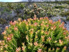 Leucadendron laureolum