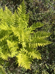 Dryopteris expansa