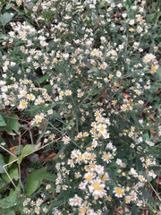 Symphyotrichum pilosum