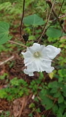 Ipomoea proxima