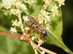 Polistes nimpha