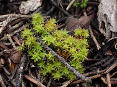 Syntrichia