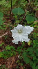 Ipomoea proxima