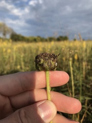 Helianthus pauciflorus