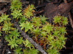 Syntrichia