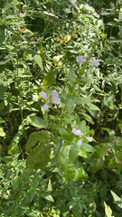 Physostegia virginiana