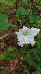 Ipomoea proxima