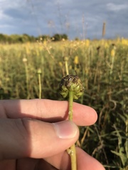 Helianthus pauciflorus