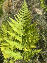 Dryopteris expansa