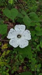 Ipomoea proxima