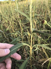 Helianthus pauciflorus