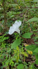 Ipomoea proxima