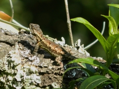Sceloporus grammicus