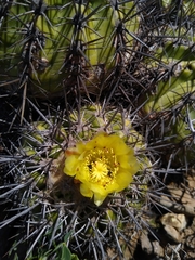Copiapoa echinoides