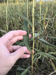 Helianthus pauciflorus