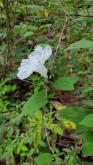 Ipomoea proxima