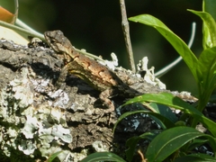 Sceloporus grammicus