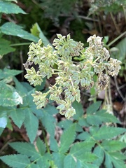 Angelica triquinata