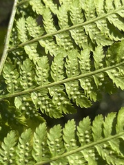 Dryopteris expansa