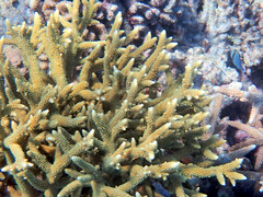 Acropora pulchra