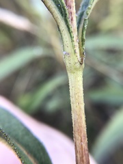 Helianthus pauciflorus