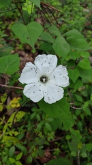 Ipomoea proxima
