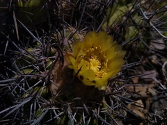 Copiapoa echinoides