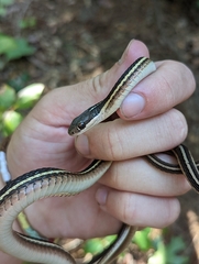 Thamnophis saurita saurita