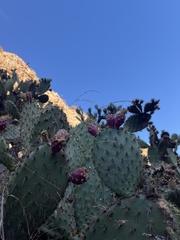 Opuntia oricola
