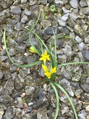 Gagea pratensis