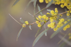 Acacia cambagei