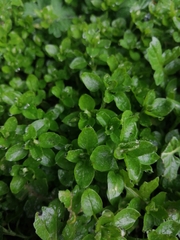 Stellaria media