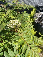 Sorbus decora