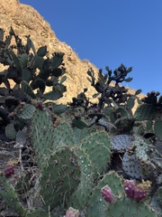 Opuntia oricola