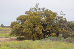 Acacia cambagei