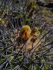 Copiapoa echinoides