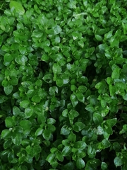 Stellaria media
