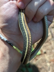 Thamnophis saurita saurita